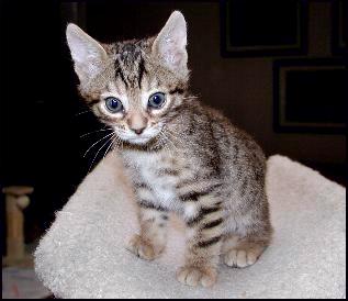 Cute leopard male with great black spots at 7 weeks old!