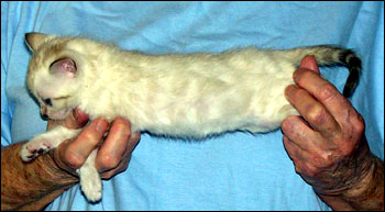 Spotted Snow Bengal Male Kitten at 4 weeks old - she has big bold black spots and tons of promise!