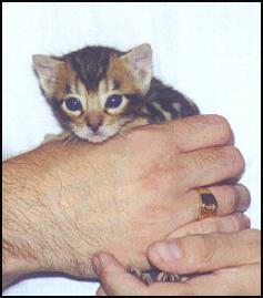 Marble female Bengal kitten at 7 weeks old!