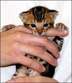 Brown Marble Bengal Male with a velvet pelt, tons of color and glitter, and beautiful type!