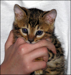 Brown Spotted Bengal Male!