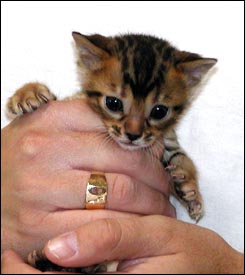 Cute rosetted Bengal female with lots of spunk and beautiful markings at 4 weeks old!