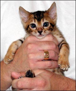 Cute leopard female with lots of color at 7 weeks old!