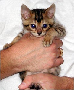 Cute leopard male with lots of color at 7 weeks old!