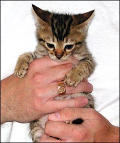 Adorable leopard male with elegance, personality and rosettes at 7 weeks old!