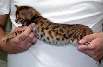 Rosettes and Glitter - Spotted Bengal Female Kitten #1 at 6 weeks old!