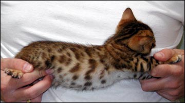 Whited Tummy and Pelt - Spotted Bengal Female Kitten #1 at 6 weeks old!