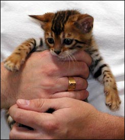 Foothill Felines Thalia of Spothaven, a gorgeous, rosetted Bengal female with whited tummy at 7 weeks old!