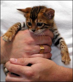 Cute leopard female with great rosettes and whited tummy at 7 weeks old!