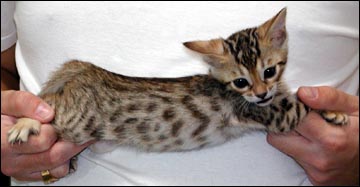 Whited Tummy and Pelt - Spotted Bengal Female Kitten #3 at 6 weeks old!