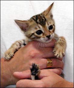 Lovely leopard female with elegance, whited tummy and rosettes at 10 weeks old!