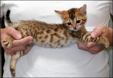 Whited Tummy and Pelt - Spotted Bengal Female Kitten #4 at 6 weeks old!