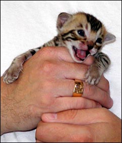 Foothill Felines Marduk of Bellbooknbengal, a gorgeous, elegant rosetted Bengal male at 3 weeks old!