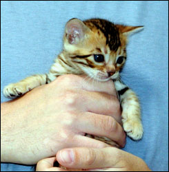 Spotted male Bengal kitten at 4 weeks old, with gorgeous coloring, glitter and pelt!