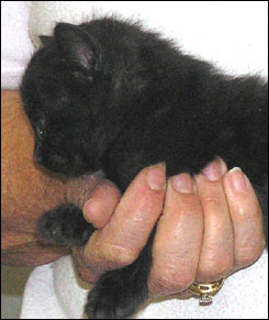 Melanistic Spotted Leopard Bengal Male!