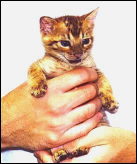 Midas, with his big grin and charming purr-sonality, at 4 weeks old!