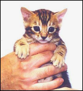 Marble male Bengal kitten at 4 weeks old!