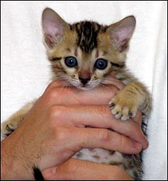 Brown Spotted Bengal Female with a velvet pelt, tons of color and glitter, and beautiful type!