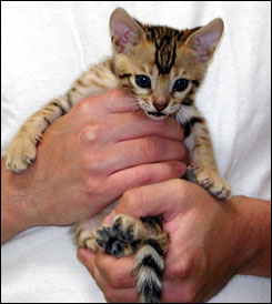 Brown Spotted Leopard Bengal Female #2!