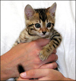 Brown Spotted Leopard Bengal Female #3!