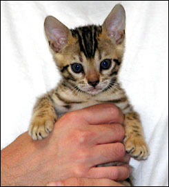 Brown Spotted Leopard Bengal Male #1!