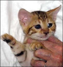 Brown Spotted Bengal Female with a velvet pelt, tons of color and glitter, and beautiful type!