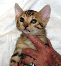 Brown Spotted and Rosetted Bengal Female high quality queen!