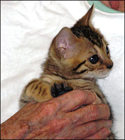 Brown Spotted Bengal Male with a velvet pelt, tons of color and glitter, and fabulous type!