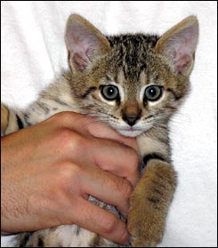 Brown Spotted Savannah Female Kitten!