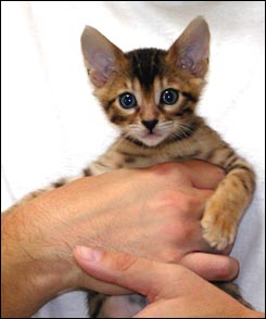 Brown Spotted Leopard Bengal Female!