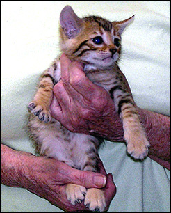 Cute leopard male with lots of color at 5 weeks old - he picked out his new mommy!