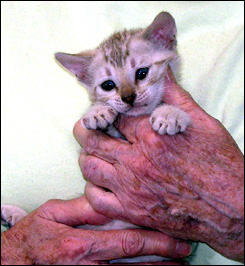 Spotted female seal mink Bengal kitten at 5 weeks old!