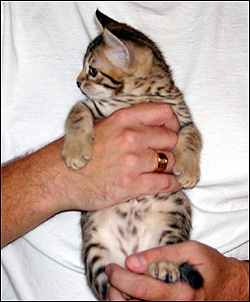 Cute leopard male with great black spots at 7 weeks old!