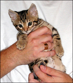 Cute leopard male with great black spots at 7 weeks old!