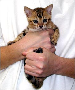 Brown Spotted Bengal Male with a velvet pelt, tons of color and glitter, and beautiful type!