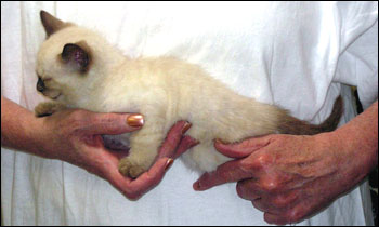 Spotted Savannah Snow Female Kitten at 8 weeks old!