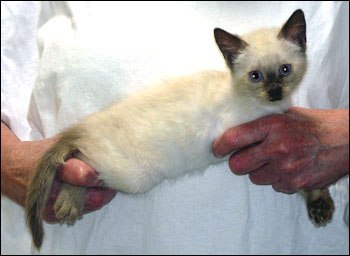 Lynxpoint Snow Spotted Savannah Female Kitten at 8 weeks old!
