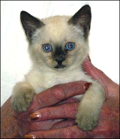 Spotted Snow Savannah Female Kitten at 8 weeks old!
