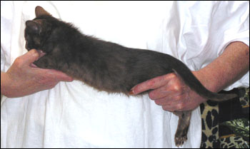 Spotted Savannah Melanistic Male Kitten at 8 weeks old!