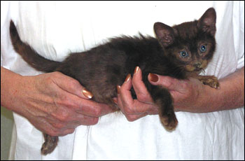 Melanistic Spotted Savannah Male Kitten at 8 weeks old!