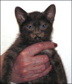 Spotted Melanistic Savannah Male Kitten at 8 weeks old!