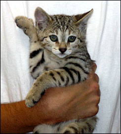 Brown Spotted Savannah Male Kitten!