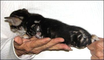 Brown Marbled Bengal Male Kitten at 4 weeks old - available and for sale!