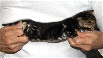 Brown Marbled Bengal Male Kitten at 4 weeks old - available and for sale!