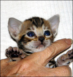 Brown Marbled Bengal Male Kitten at 4 weeks old - available and for sale!