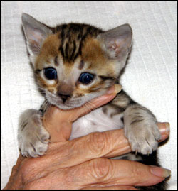 Brown/Black Tri-Colored Glittered Marble Bengal Female!