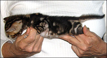 Brown Marbled Bengal Male Kitten at 4 weeks old - available and for sale!