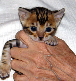 Brown Marbled Bengal Male Kitten at 4 weeks old - available and for sale!