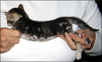 Brown Marbled Bengal Female Kitten at 4 weeks old - available and for sale!