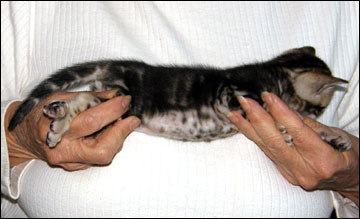 Brown Marbled Bengal Female Kitten at 4 weeks old - available and for sale!